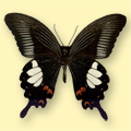 Papilio Helenus